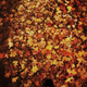 Illustration for article titled Shooting Challenge Fall Leaves Gallery 9